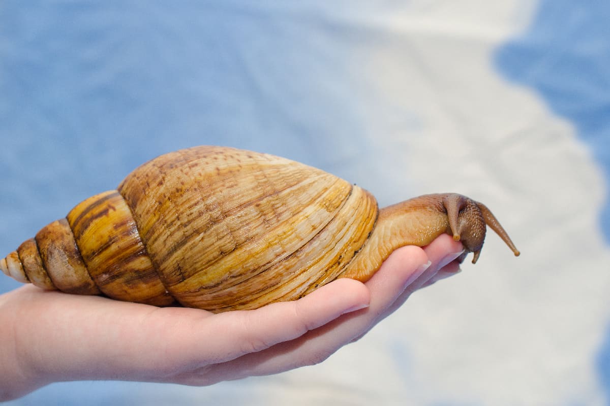 Η παγκόσμια ζωολογία γιορτάζει ένα άνευ προηγουμένου επίτευγμα: επανεισαγωγή ενός σαλιγκαριού στη φύση μετά από 30 χρόνια εξαφάνισης