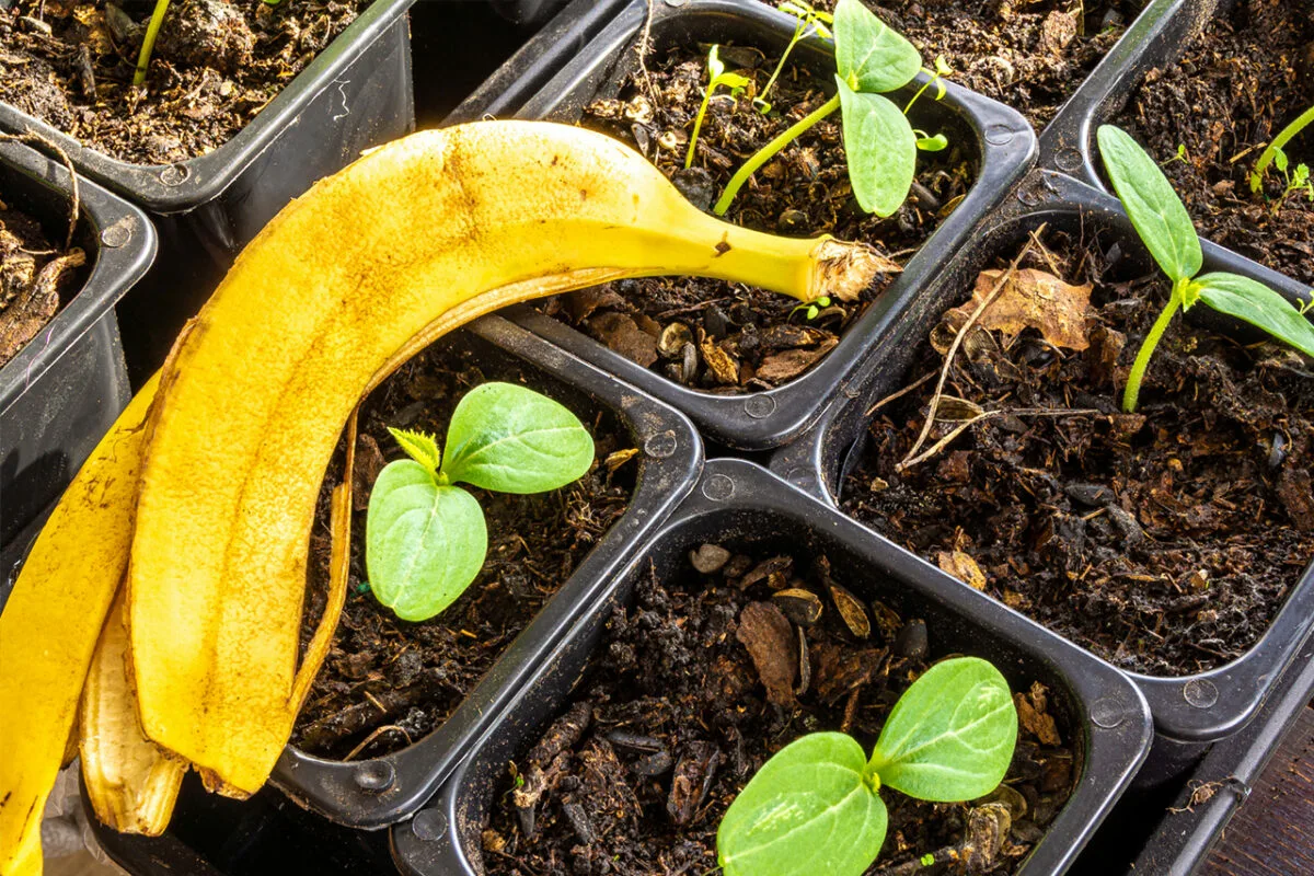 Μην τα πετάξετε, είναι θησαυρός: πώς να ανακυκλώσετε τις φλούδες μπανάνας στο σπίτι σας