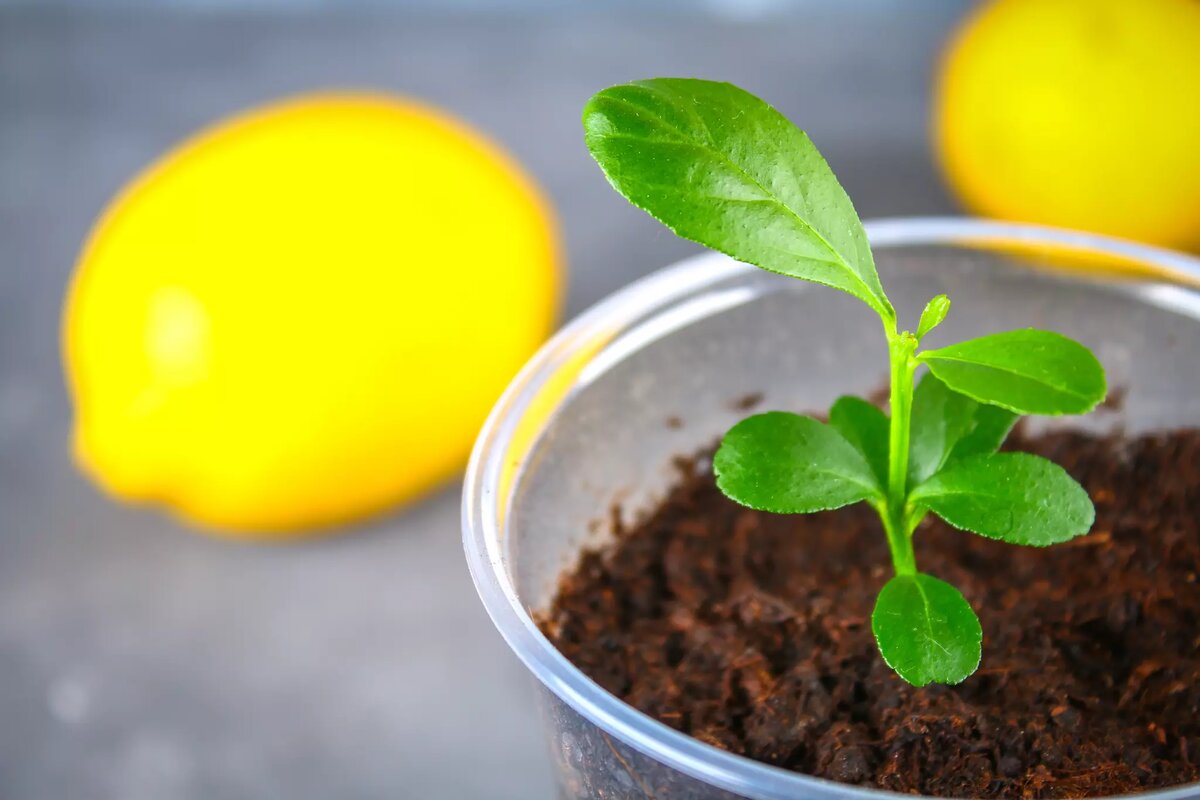 Μην πετάτε τις φλούδες λεμονιού: πώς να τις χρησιμοποιήσετε ως φυσικό απωθητικό στα γλάστρες